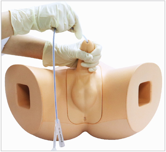 Male Catheterization Simulator